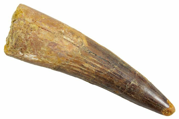 Fossil Spinosaurus Tooth - Real Dinosaur Tooth #363504